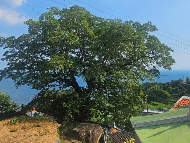남해군, `다랭이마을 300년 이팝나무` 고향사랑기금으로 보호